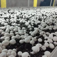 نیروی کار خانم