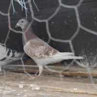 دوماده پلاکی خالص اصل پرینت دار|پرنده|دزفول, |دیوار