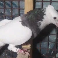 طوق شازده|پرنده|شیراز, شهرک گلستان|دیوار