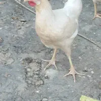 خروس گلین مرغ تخمگذار|حیوانات مزرعه|حمیدیه, |دیوار