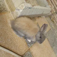 3 عدد خرگوش نر بالغ جوان|موش و خرگوش|قشم, |دیوار