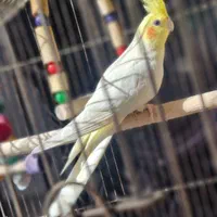 عروس هلندی