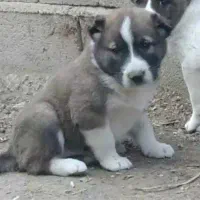 سگ الابای ترکمن و الابای روس گارد نگهبان گله|سگ|کرج, گلستان|دیوار