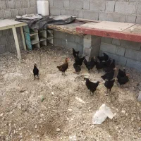 خلفه مرغ و خروس