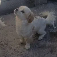 سگ پا کوتاه تربیت شده