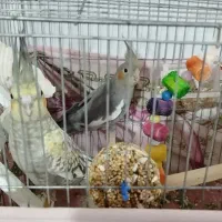 عروس هلندی|پرنده|مشکیندشت, |دیوار