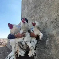 جوجه برهما اصیل وارداتی