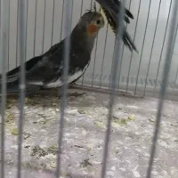 جفت عروس ۸۰۰|پرنده|شاهرود, |دیوار