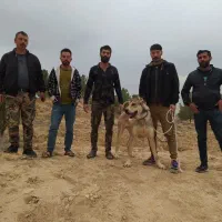 این حیوان حدود ۳ ماه پیش گم شده