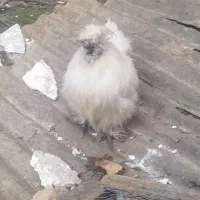 تعدادی مرغ ابریشمی و