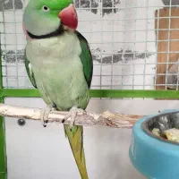 طوطی اسکندر شاه طوطی جفت|پرنده|صدرا-فارس, فاز ۲|دیوار