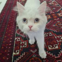 گربه پرشین سفید|گربه|مشهد, خرمشهر|دیوار