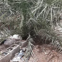 نخل اخلاص