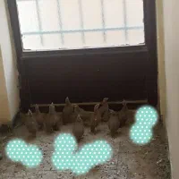 بلدرچین