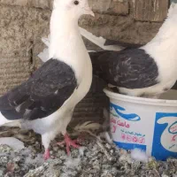 یک جفت کبوتر تهرونی|پرنده|اصفهان, ارداجی|دیوار
