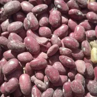 لوبیاقرمزخوشبخت قیمت ۲۱۰تومان|عمده‌فروشی|نظر کهریزی, |دیوار