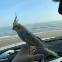 گمشده (عروس هلندی) اسمش توکا است|حیوانات|خرم‌آباد, |دیوار