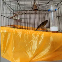 قناری سوخته نر دارچینی|پرنده|صباشهر, |دیوار