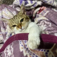 واگذاری رایگان