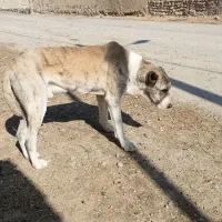 سگ برای نگهبانی|سگ|زاوه, |دیوار