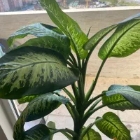 گل دیفن باخیا