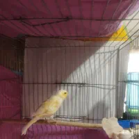 قناری ماده|پرنده|چهارباغ, |دیوار