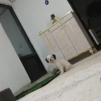 توله شیتزو 8ماهه|سگ|پاکدشت, پاکدشت (مامازند)|دیوار