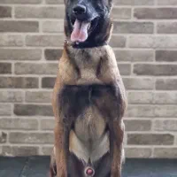 توله مالینویز با شجره اکسپرت