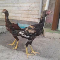 خروس لاری|حیوانات مزرعه|رشت, لاکان|دیوار