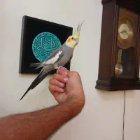 عروس هلندی سخنگو مولد جوجه داده نر ماده شاه تخم