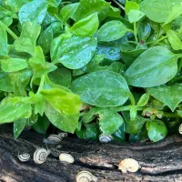 گل سانسوریا پتوس