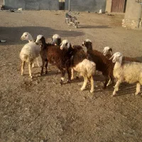 ۸راس بره ماده پلنگی
