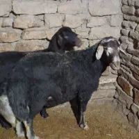 قوچ شکری اصل|حیوانات مزرعه|لالجین, |دیوار