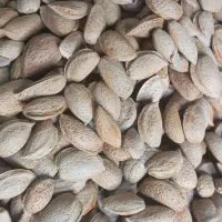 بادام درختی (سنگی)