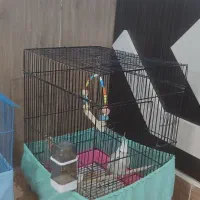 عروس هلندی|پرنده|شاهرود, |دیوار