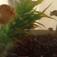 حلزون سیبی مولد معاوضه با ماهی گوپی،مولی ،آنجل