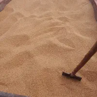 گندم مهرگان