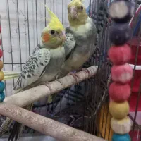 عروس هلندی جوجه