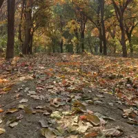 چوب هیزم|عمدهفروشی|تهران, کن|دیوار