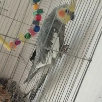 عروس هلندی نر|پرنده|نورآباد, |دیوار