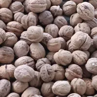 گردو|خوردنی و آشامیدنی|دامغان, |دیوار