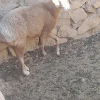 یک میش ماده|حیوانات مزرعه|خوسف, |دیوار