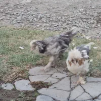 مرغ پاپر نژاد دار|حیوانات مزرعه|احمدآبادمستوفی, |دیوار