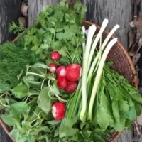 عمو سبزی فروش اومده  نیم کیلو رایگان ببرین