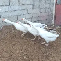 غاز محلی ارگانیک طبیعی برای شب چله