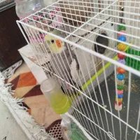 عروس هلندی|پرنده|مشهد, شهید احمدی روشن|دیوار