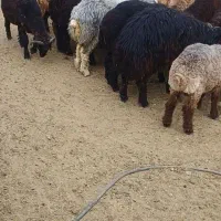 بره جفتی ۸۵