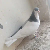 چپ کبود ماده کبوتر