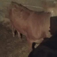 گاو.گوساله.میش.بز.بزه