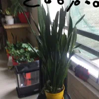 گل و گیاه|گل و گیاه طبیعی|کرج, اصفهانیها|دیوار